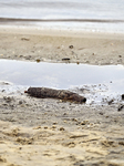 Bomb squad drill on Dnipro River bank in Zaporizhzhia.