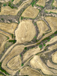 Landscape of Loess Terraces After Wheat Harvest in Yuncheng.
