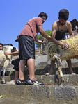 Livestock Ahead Of Eid-Al Adha In Kasnmir 