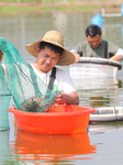 Green Shrimp Harvest in Huzhou.