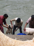 Livestock Ahead Of Eid-Al Adha In Kashmir