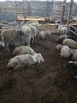 Eid Al-Adha Preparations In Gaza