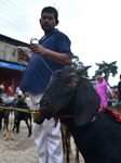 Livestock Ahead Of Eid-Al Adha In Assam