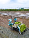 Unmanned Rice Transplanter For Intelligent Rice Transplanting Operations.