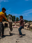 Livestock Market In Kashmir