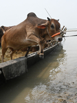 Eid Al-Adha In Bangladesh