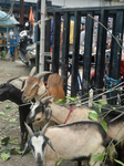 India Religion Muslim Festival Eid Al Adha