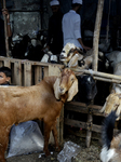 Eid-Al-Adha In Mumbai 