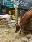 Eid Al-Adha Celebrations In Kolkata, India