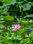 Lotus Flowers Bloom at West Lake in Hangzhou.