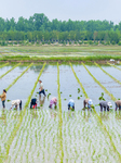 High-quality Rice Seed Production Base in Suqian