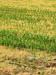 High Temperature Agriculture Drought Resistance.