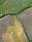 Flood-hit Rice Field.