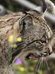 The Iberian Lynx Leaves The Danger Of Extinction Behind