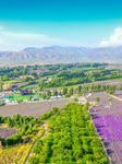 Lavender Tour in Xinjiang.