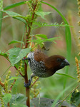 Wildlife In India 