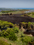 Wildfire in Le Cesine Nature Reserve