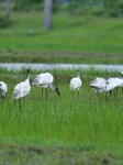 India Wildlife