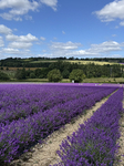 Castle Farm Lavender Field In Full Bloom. The Lavender Season Is Normally From Late June To Late July