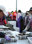 Abalone Harvest in Fuzhou.