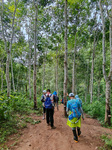 Rainforest Hiking.