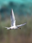 Terns Feed Baby.