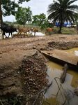 Flood In Assam