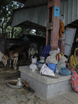 Flood In Bangladesh 