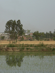 Rice Fields In Jaspur