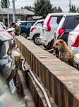 Daily Life In Srinagar 