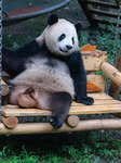 Giant Pandas Play at Chongqing Zoo.