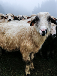 Cultural Sheep Grazing In High Mountains In Poland