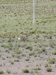 Tibetan Gazelle