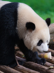 Giant Panda Cools Off in Chongqing Zoo.