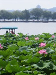 West Lake Lotus.