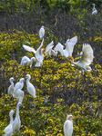 Egrets Gather in A Forest in Suqian.