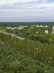 Egrets Gather in A Forest in Suqian