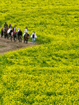 Rapeseed Flowers Tour in Zhangye.