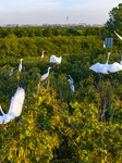 Egrets Hover in A Forest in Taicang.