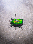 Heterorhina Elegans - Scarab Beetle - Animal India