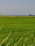 Smoke From The Park Fire Blankets Rice Fields Near Marysville, Calif., On Sunday, July 28, 2024.  