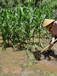 Farmland Waterlogging.