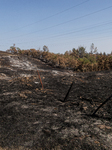 Aftermath From The Thompson Fire In Oroville, California