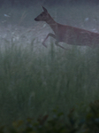 Poland Roe Deer