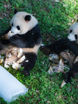 Giant Pandas Eat While Cooling Off at Chongqing.