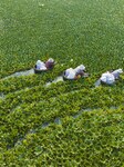 Villagers Pick Ripe Water Chestnuts in Suqian.