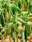 Crops in High Temperatures