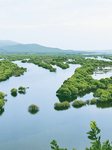 Wusuli River Wetland.