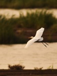 Ink River Estuary Wetland in Qingdao.