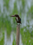 India Wildlife